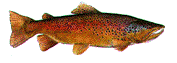 kalastaa animoituja-kuvia-gif